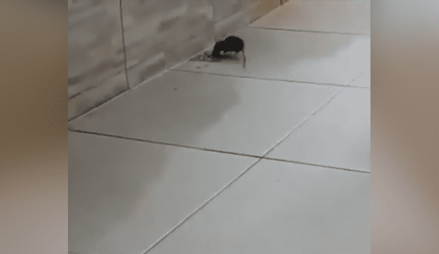 Facebook viral: rata 'trolea' a hombre que intenta atraparla y lo deja en ridículo [VIDEO]