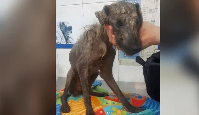 Facebook: El impresionante cambio de un perro rescatado a punto de morir [VIDEO]
