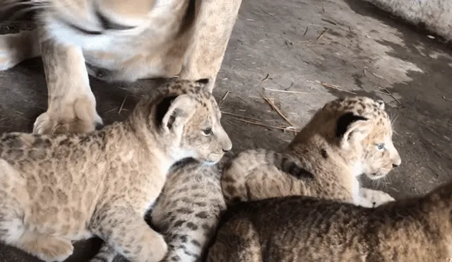 Cuidador de leones ingresa a jaula de familia de felinos, sin imaginar lo que pasaría al acercarse.