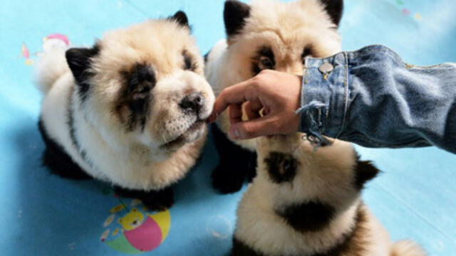 ¿De perros a pandas? Polémica por cafetería que ofrece teñido a mascotas [VIDEO]