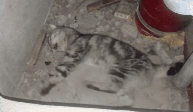 Facebook viral: encuentra a gato moribundo en cementerio abandonado, lo cuida y ahora luce así