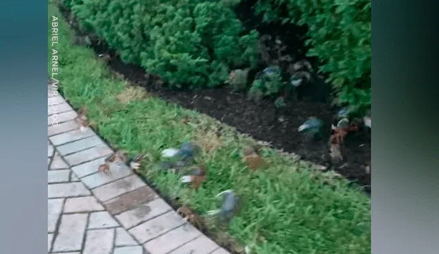 YouTube viral: hombre llega a su casa y encuentra cientos de cangrejos en la calle [VIDEO] 