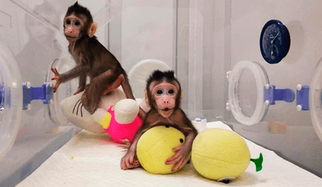China logró clonar dos monos tras 127 fallidos intentos [VIDEO]