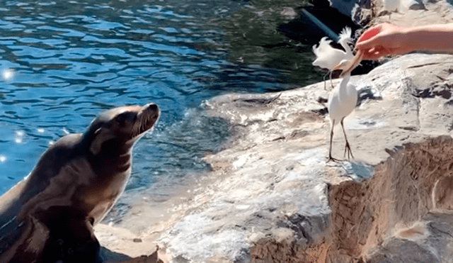 En YouTube, un turista se acercó al recinto de unos lobos marinos y no imaginó que tendría una divertida experiencia.