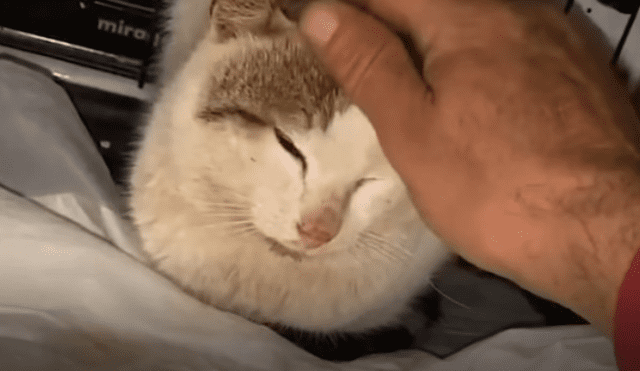 Video es viral en TikTok. El hombre que rescató al gato mostró cómo el animal cambió drásticamente su conducta agresiva al percibir que él no pretendía hacerle daño.