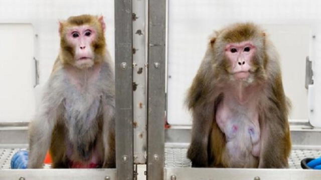 Los macacos rhesus tienen compatibilidad genómica con los humanos en un 97,5%. Foto: referencial /Universidad de Wisconsin.
