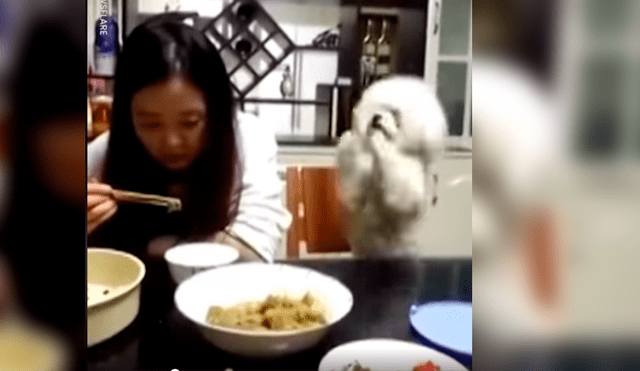 Vía Facebook. Perro poodle protagonizó una hilarante escena luego de ser ignorado por su dueña a quien molestaba insistentemente para que le dé comida