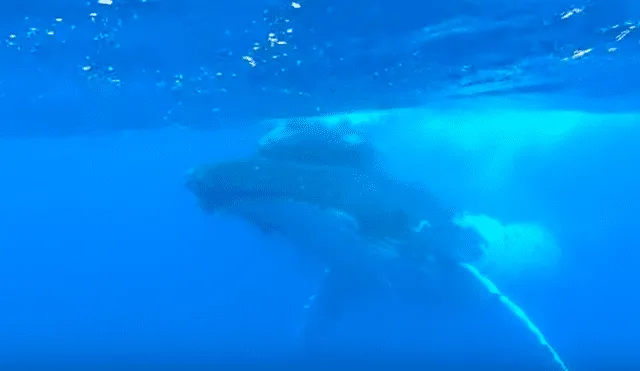 Video es viral en Facebook. Curiosos turistas se acercaron a la mamá ballena, sin imaginar que esta los sorprendería con conmovedora conducta