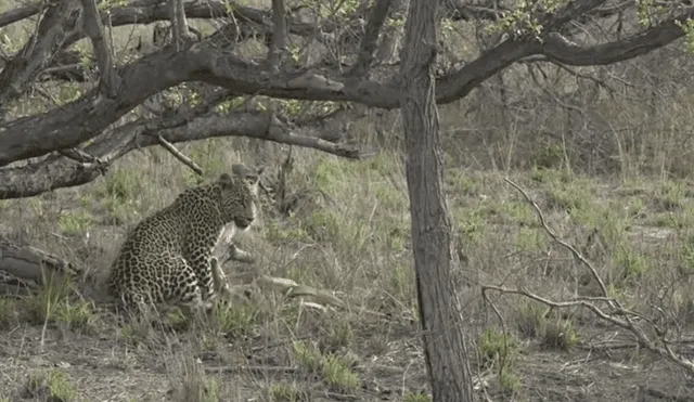 Para ver lo que pasó en el video de YouTube con leopardo y el antílope revisa nuestra galería de fotos deslizando cada imagen hacia la izquierda.