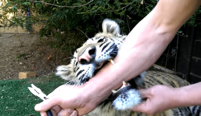 Facebook viral: veterinario es enjaulado con temible tigre para quitarle un afilado colmillo [VIDEO]