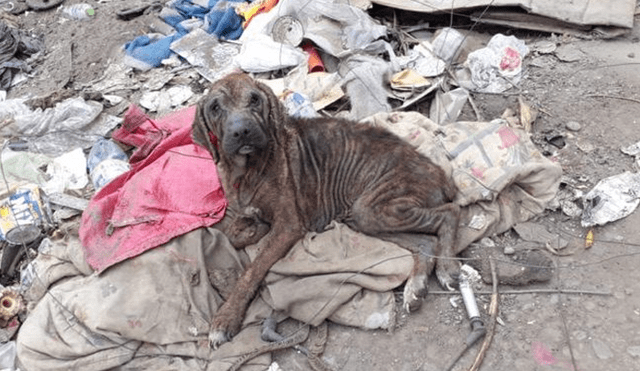 Facebook viral: salva a perrita en mal estado que vivía en un basurero y ahora luce así [FOTOS]