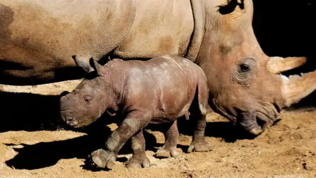 Atanasio junto a su madre luego de 504 días de gestación: Buin Zoo.