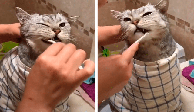 Facebook viral: joven decide limpiar los dientes con caries de su gato y aplica un sencillo truco [VIDEO] 