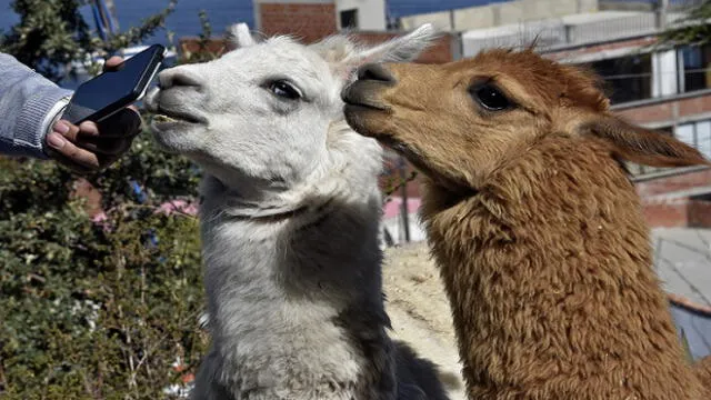 An employee of a hostel makes a video call to show llamas as a tourist attarction, in Copacabana, a Bolivian tourist town affected by the COVID-19 novel coronavirus pandemic, on Lake Titicaca near the border with Peru, 155 km west of La Paz, on June 18, 2020. - A Bolivian startup is offering a virtual llama petting zoo via videotelephony. (Photo by Aizar RALDES / AFP)