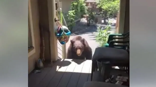 Facebook viral: Mujer espanta a oso con su "voz de mamá" [VIDEO] 