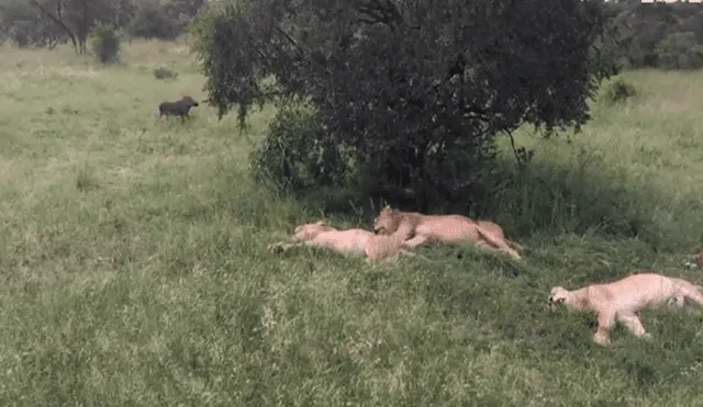Jabalí despierta a manada de leones dormidos y desenlace desconcierta a miles [VIDEO]