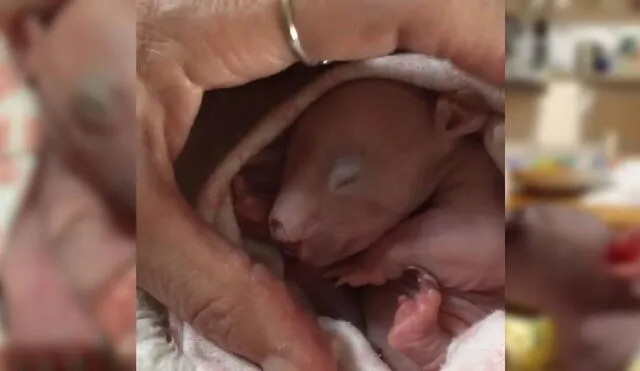 Desliza para ver la historia de la pequeña wombat. Foto: Instagram/@crazy_wombat_lady