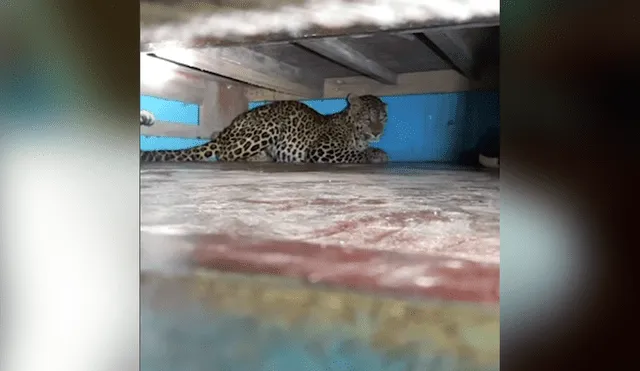 YouTube viral: madre encuentra leopardo en el cuarto de su hija y queda en shock [VIDEO]