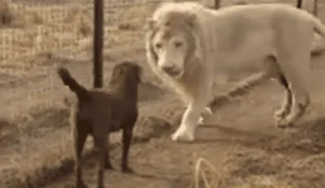 Facebook viral: valiente perro ingresa a jaula de temible león y cámaras registran lo que sucede [VIDEO]