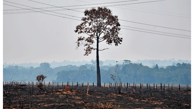 Imagen tomada el 24 de agosto en el estado de Rondonia, cuenca del Amazonas. Foto: EFE