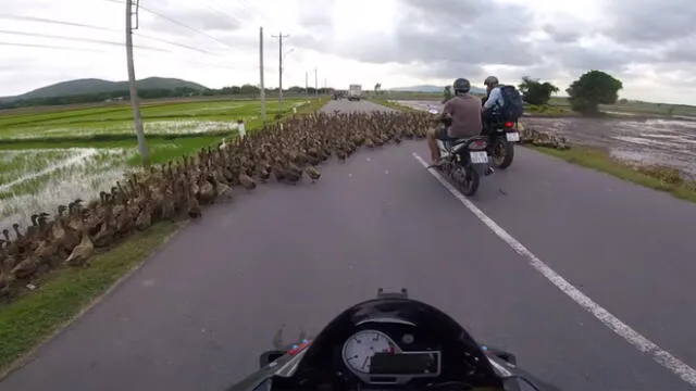 YouTube: manejaba en carretera de Vietnam y de pronto se topó con miles de patos