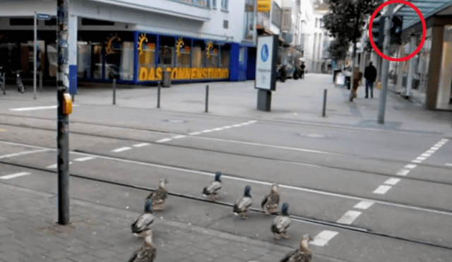 Facebook: La verdad del video de los patos que cruzan cuando el semáforo está en verde