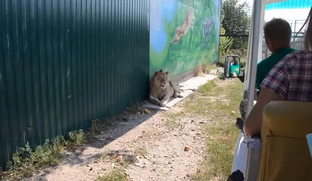 Youtube viral: Turistas son sorprendidos por león y ocurre algo inesperado [VIDEO]