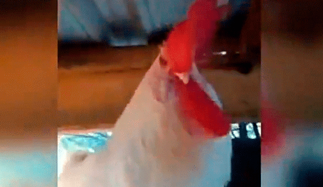 Facebook viral: Gallo se queda dormido y dueño aprovecha para vengarse de cruel forma [VIDEO] 