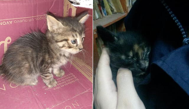 Son tres gatitas que buscan hogar con urgencia. Foto: Composición