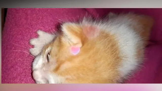 Desliza las imágenes para ver la tierna escena que protagonizó una mujer y su gata que trajo al mundo a su bebé. Foto: Rosita Alegre /TikTok