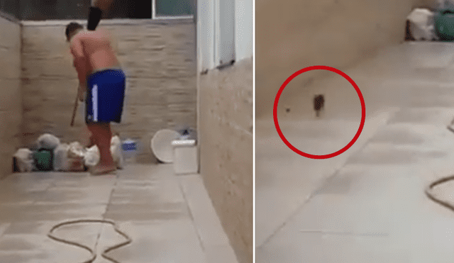 Facebook viral: rata 'trolea' a hombre que intenta atraparla y lo deja en ridículo [VIDEO]