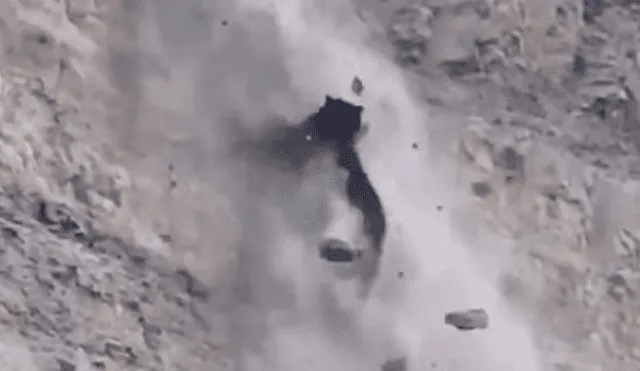 #VIDEO | El oso dio un paso en falso y cayó estrepitosamente. Foto: captura