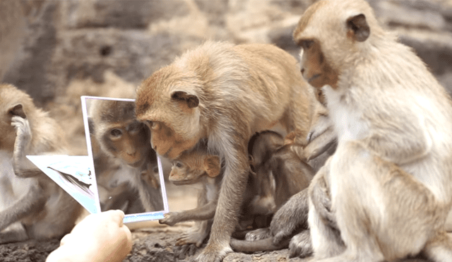 Un video viral muestra la reacción de un grupo de monos viéndose por primera vez frente a un espejo.