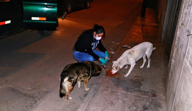 Perros callejeros de Cajamarca