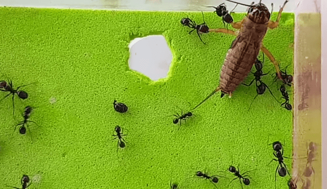YouTube Viral: asombroso final tuvo una brutal batalla entre hormigas y un grillo [VIDEO]
