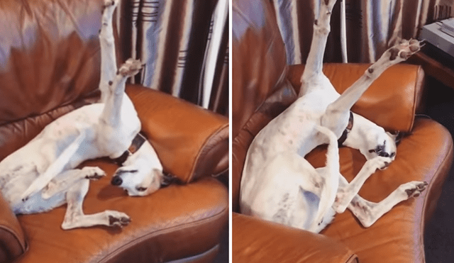 YouTube: Perro hace una extraña pose mientras duerme y asusta a sus dueños