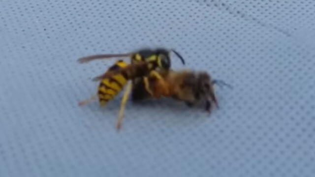 Facebook viral: abeja se enfrentó a una avispa gigante y tuvo terrible final [VIDEO]