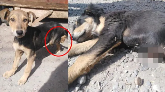 Perritos fueron trasladados a la veterinaria más cercana para recibir ser atendidos.