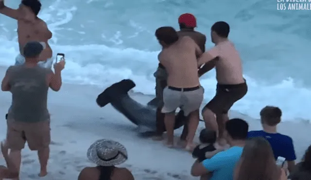 Desliza para ver el rescate de este enorme tiburón que sorprendió a todos en YouTube. Foto: Captura.