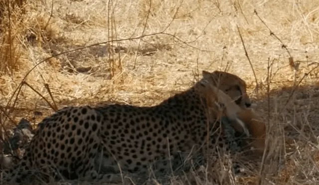 YouTube viral: misteriosa criatura sorprende a mama guepardo y se enfrenta contra ella [VIDEO]