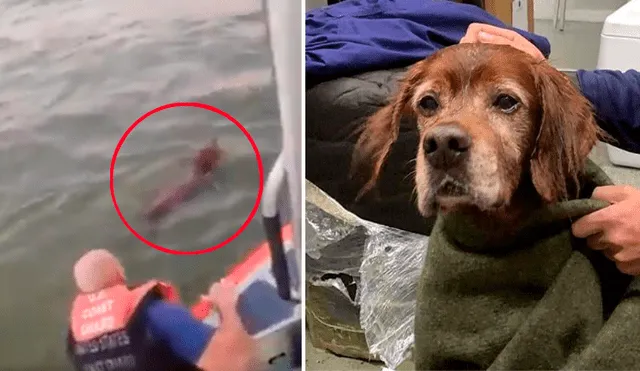 El rescate del perro que se encontraba flotando en alta mar fue capturado en un video de Facebook por sus rescatistas.