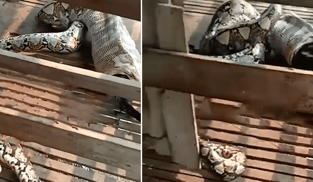 Un video viral de YouTube muestra el preciso instante en que una serpiente pitón regurgita a enorme cabra.