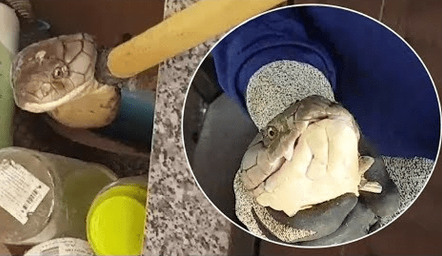 Facebook viral: escucha misteriosos sonidos dentro de cocina, lo revisa y encuentra venenosa serpiente [VIDEO]