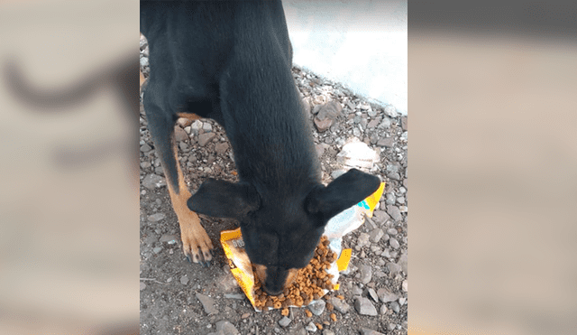 Usuarios de Facebook aplaudieron el noble gesto del joven tras comprar comida para llevarle a un perro callejero