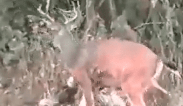 Facebook viral: graban a venado dando paliza a cazador que intentó matarlo [VIDEO]