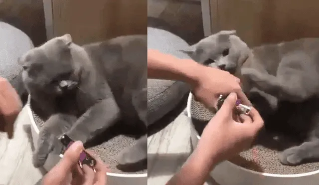 Facebook: hombre le corta las garras a su gato con increíble truco