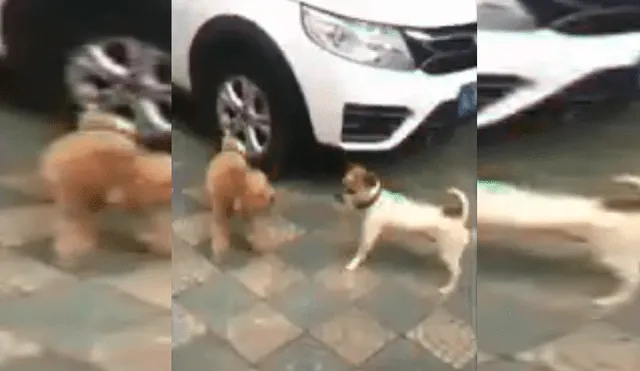 YouTube Viral: Perros que bailan después de pelear causan asombro [VIDEO]
