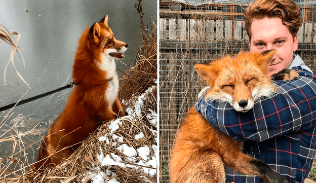 Desliza las imágenes para ver el rotundo cambio de vida de un zorro que iba a ser sacrificado para convertirse en abrigo. Foto: Facebook