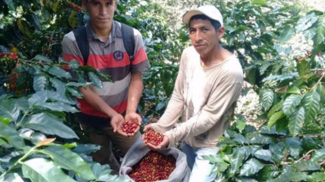 Productores del VRAEM ofrecerán 10 mil tazas de café en Miraflores
