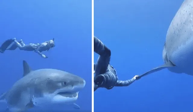 Desliza hacia la izquierda para ver el momento en que un tiburón nada al lado de un buzo en Estados Unidos. El video es viral en Facebook.